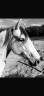 Caballo castrado Lusitano En venta 2019 Tordo