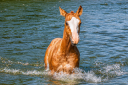 Potro Quarter Horse En venta 2026 Alaz&aacute;n