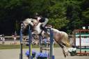 Caballo castrado Silla Franc&eacute;s En venta 2018 P&iacute;o