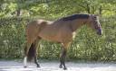 Caballo castrado Zangersheide En venta 2020 Bayo por Canto