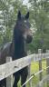 Caballo castrado Silla Franc&eacute;s En venta 2024 Bayo moreno por DANCIANO