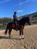 Caballo castrado KWPN Caballo de Deporte Neerland&eacute;s En venta 2015 Bayo por SANDREO