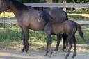 Potranca Silla Franc&eacute;s En venta 2026 Negro por HEROE DE CAFENY