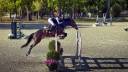Caballo castrado Silla Franc&eacute;s En venta 2019 Bayo moreno