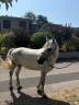 Caballo castrado Connemara En venta 2019 Tordo