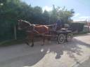Caballo castrado Origine Constat&eacute;e En venta 2023 Bayo