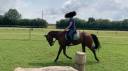 Caballo castrado Trot&oacute;n Franc&eacute;s En venta 2019 Bayo