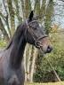 Caballo castrado Silla Franc&eacute;s En venta 2022 Bayo moreno por Jameson RS2