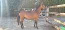 Yegua New Forest En venta 2024 Bayo por L'ancelot du m&eacute;nage