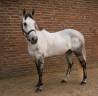 Yegua Caballo de Deporte Irland&eacute;s En venta 2020 Tordo