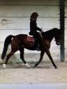 Caballo castrado Trot&oacute;n Franc&eacute;s En venta 2017 Bayo