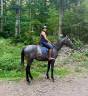 Caballo castrado Pura Sangre Ingl&eacute;s En venta 2021 Tordo