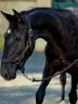 Yegua Paint Horse En venta 2025 Negro