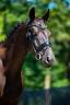 Caballo castrado KWPN Caballo de Deporte Neerland&eacute;s En venta 2022 Negro por Kjento