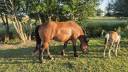 Caballo castrado Cob Normando En venta 2023 Bayo