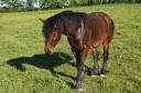 Caballo castrado Tiro En venta 2023 Bayo