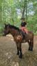 Caballo castrado Tiro En venta 2023 Bayo