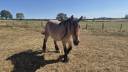 Caballo castrado Tiro Belga, Braban&ccedil;on En venta 2023 Roano