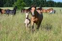 Yegua Lusitano En venta 2015 Isabelo