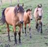 Yegua Lusitano En venta 2015 Isabelo