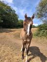 Caballo entero Criollo En venta 2025 Grullo por Malal Co liberal