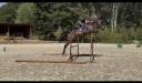 Caballo castrado Westfaliano En venta 2022 Bayo moreno por Franziskus
