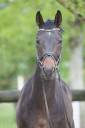 Caballo castrado Westfaliano En venta 2022 Bayo moreno por Franziskus