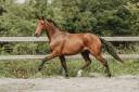 Caballo castrado KWPN Caballo de Deporte Neerland&eacute;s En venta 2022 Bayo