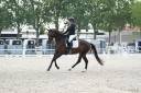 Yegua KWPN Caballo de Deporte Neerland&eacute;s En venta 2022 Bayo moreno