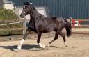 Yegua KWPN Caballo de Deporte Neerland&eacute;s En venta 2015 Negro