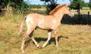 Caballo entero Origine Constat&eacute;e En venta 2026 Dun por MOSQUITO (arabo-konik)