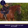 Caballo castrado AQPS En venta 2022 Alaz&aacute;n