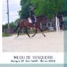 Caballo castrado Silla Franc&eacute;s En venta 2022 Bayo moreno