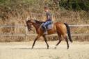 Caballo castrado Caballo de Sangre En venta 2019 Bayo