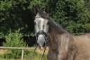 Caballo castrado PRE Pura Raza Espa&ntilde;ola En venta 2022 Tordo