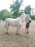 Yegua Percheron En venta 2013 Tordo por un de mai de la baco