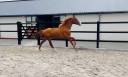 Caballo entero KWPN Caballo de Deporte Neerland&eacute;s En venta 2024 Alaz&aacute;n