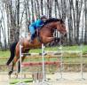 Yegua BWP Caballo de Sangre Belga En venta 2016 Bayo por Prince van de Wolfsakker