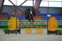 Caballo castrado Zangersheide En venta 2018 Bayo por Windbreaker H