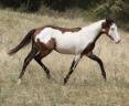 Caballo castrado Paint Horse En venta 2025 Overo por Farwest dela lande