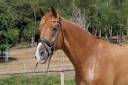 Caballo castrado Oldenburgu&eacute;s En venta 2018 Alaz&aacute;n por Sezuan