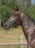 Yegua KWPN Caballo de Deporte Neerland&eacute;s En venta 2020 Negro por Le Formidable