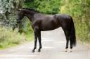 Yegua Caballo de Deporte Alem&aacute;n En venta 2014 Negro