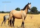 Yegua Welsh Poni (Secci&oacute;n B) En venta 2023 Isabelo