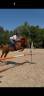 Caballo castrado Anglo-Arabe En venta 2023 Alaz&aacute;n por Jazz de Marjolaine (AR)