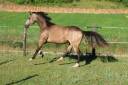 Yegua PFS Poni Fran&ccedil;&eacute;s de Silla En venta 2024 Isabelo