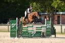 Yegua KWPN Caballo de Deporte Neerland&eacute;s En venta 2020 Bayo por Opium JW VAN DER MOERHOEVE TN