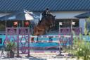 Caballo castrado Silla Franc&eacute;s En venta 2019 Bayo