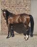 Caballo castrado Media Sangre En venta 2022 Bayo moreno por EMERALD