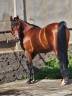 CABALLO P.R.A EN VENTA EN GRAN CANARIA ESPA&Ntilde;A!!!!!  